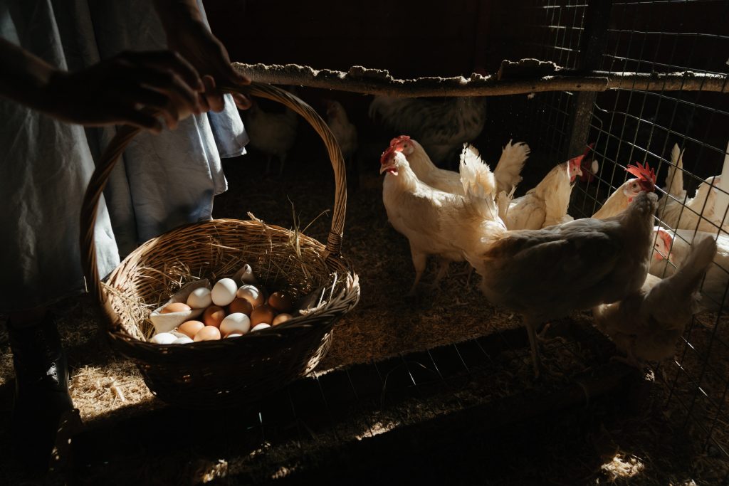veganos comem ovos