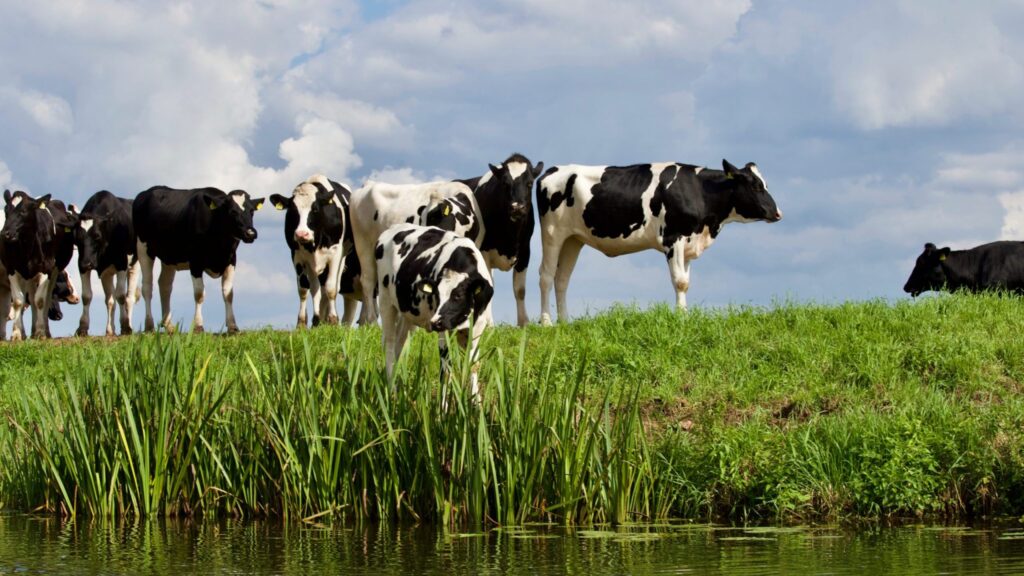 vacas