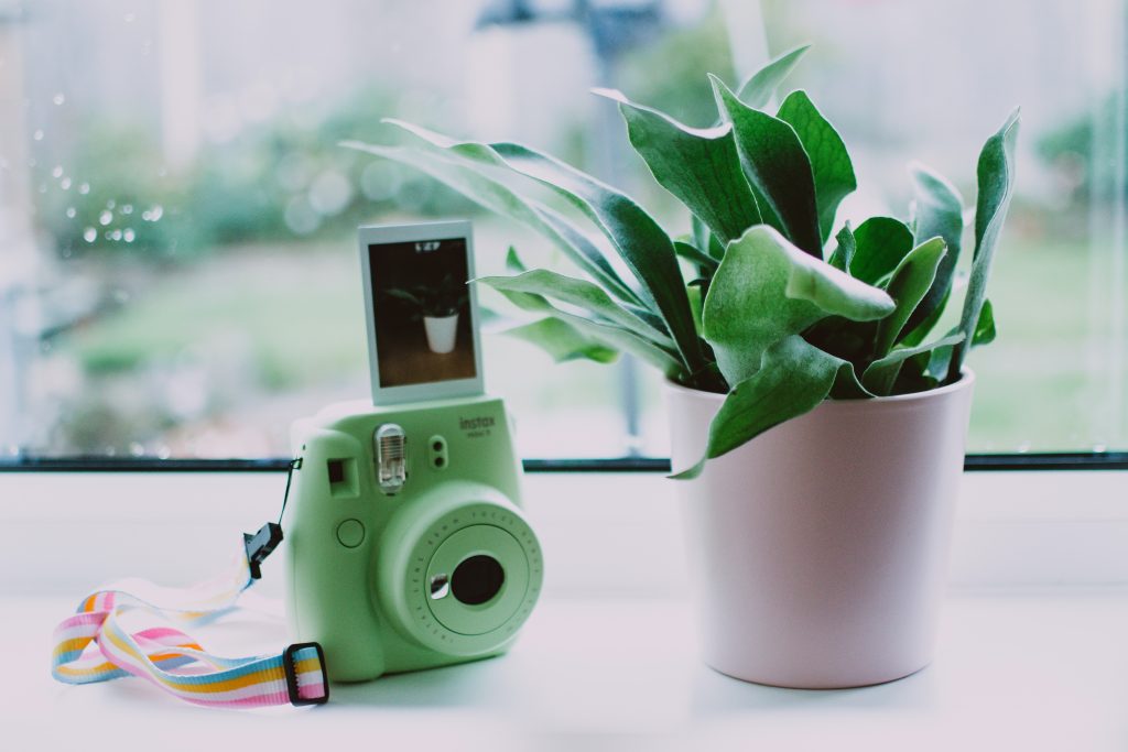 polaroid vegano
