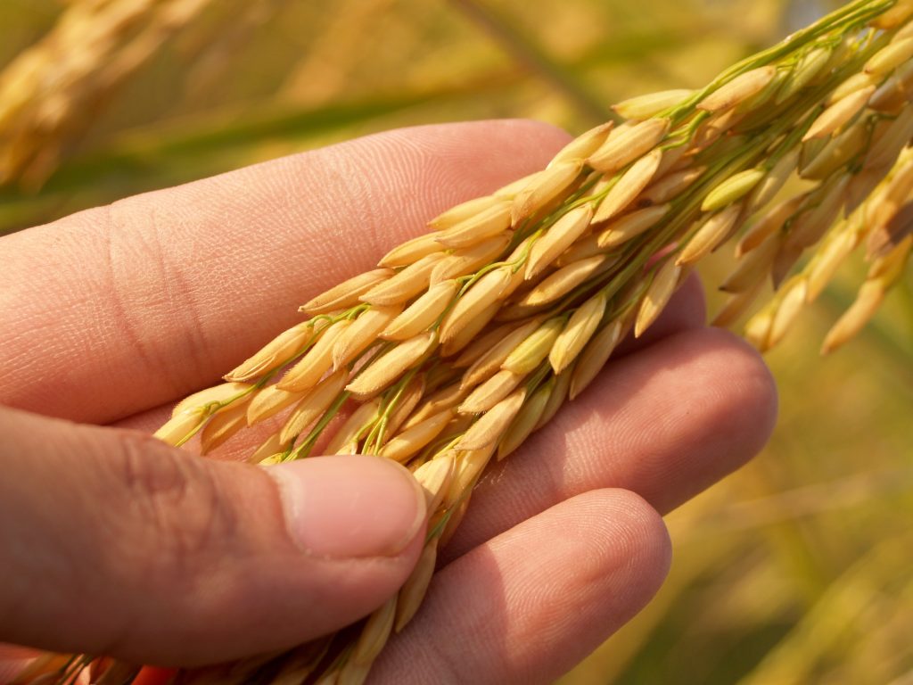 proteína do arroz