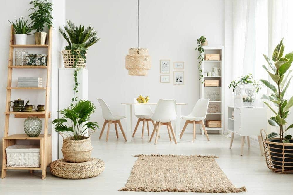plantas em casa